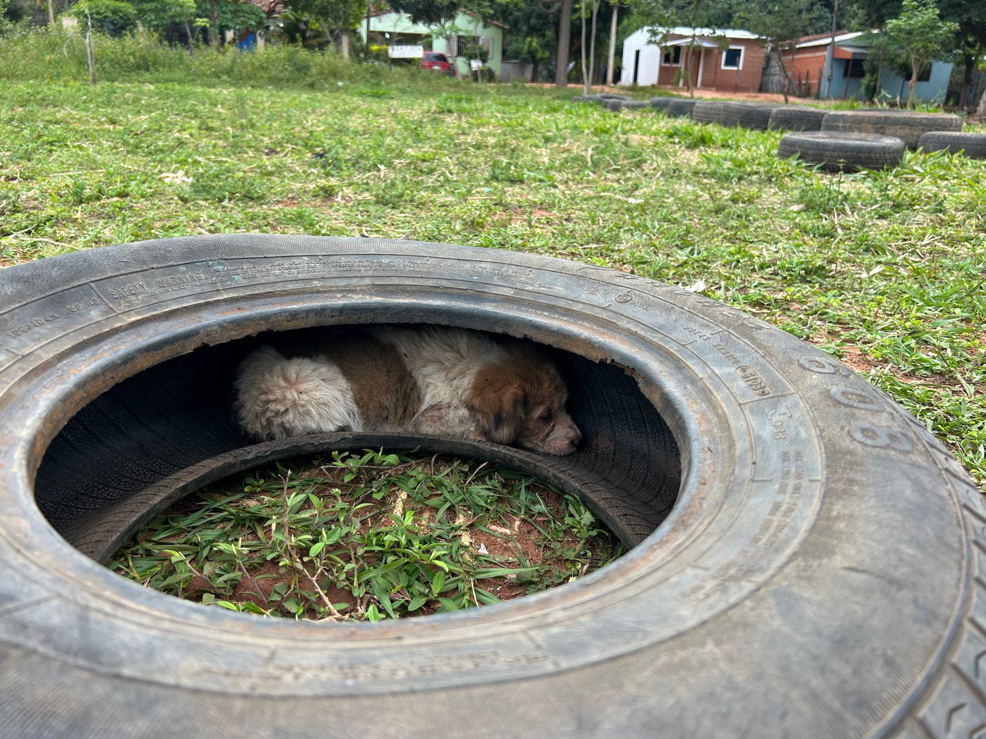 Tires, Trees and Training